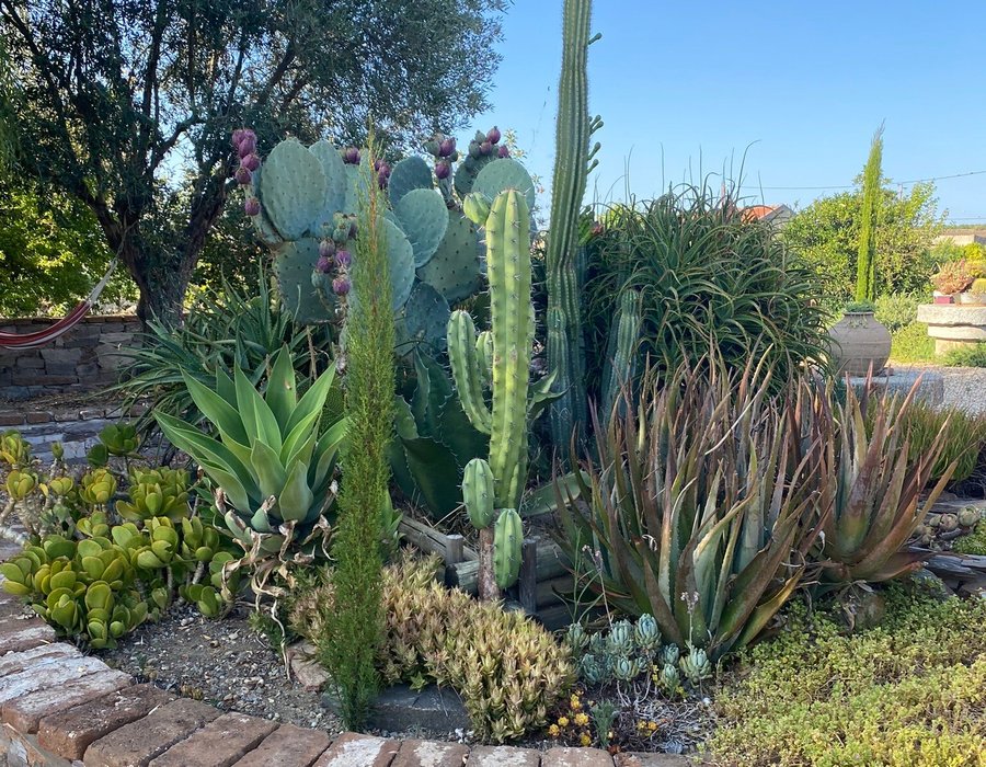 Jardim de cactos e suculentas no pátio do Monte da Floresta.